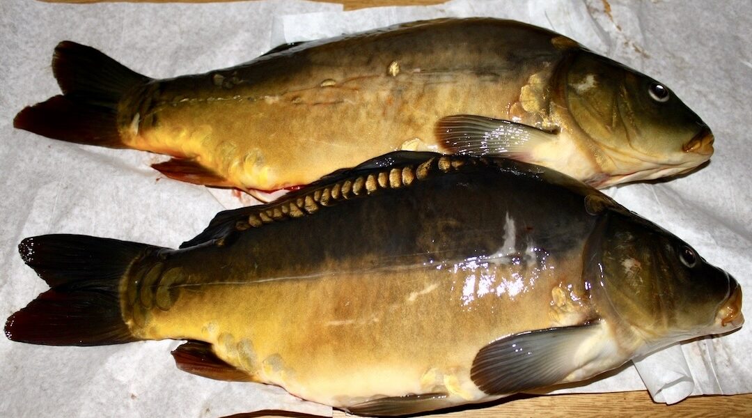 Praktyczne porady, aby Twój karp wigilijny smakował wybornie.