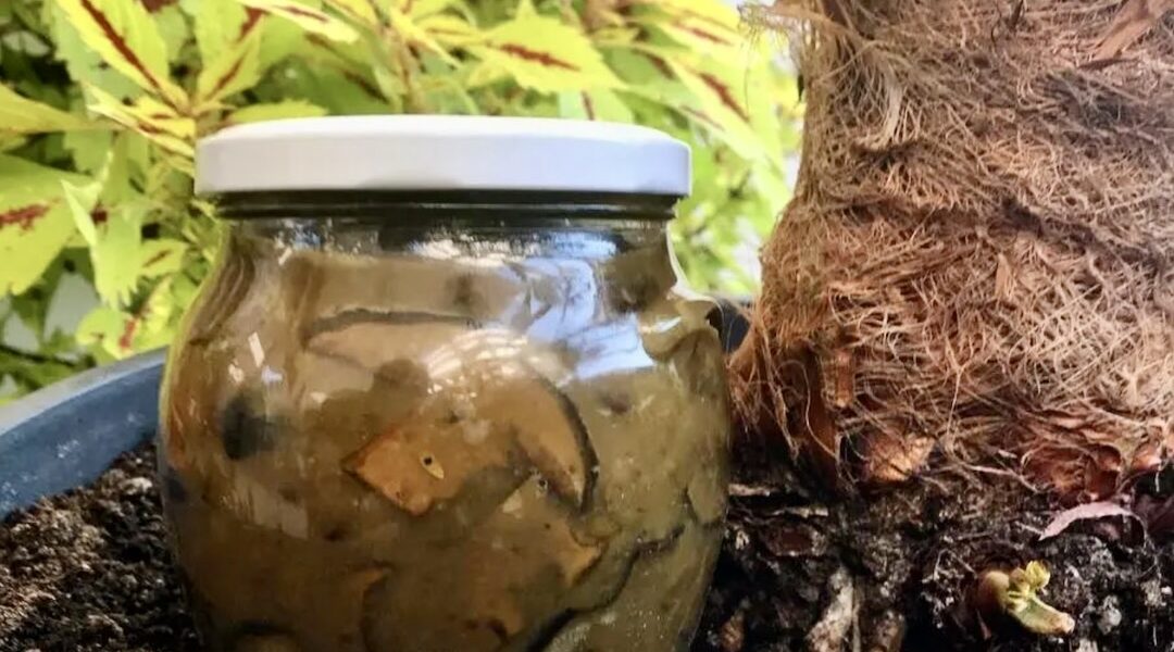 Sos borowikowy to aromatyczny i pyszny sos ze świeżych borowików krojonych w duże kawałki i smażonych na maśle, zamknięty w słoiki i pasteryzowany na zimę.