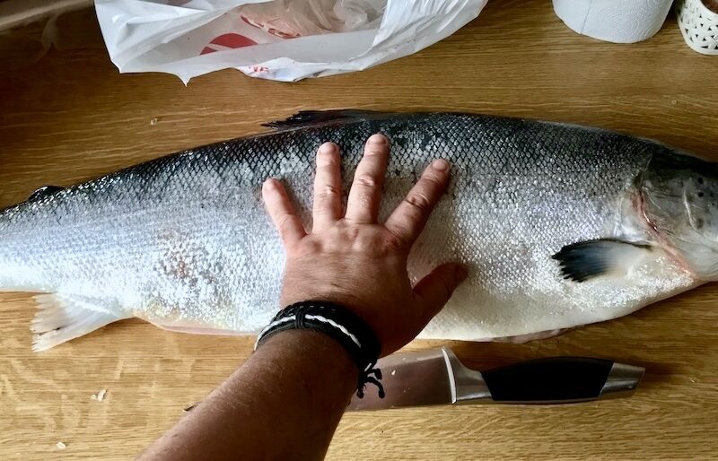 Łosoś jest łatwy do filetowania. Przekonaj się, jak duże uzyskasz korzyści umiejętnie dzieląc Twojego łososia.