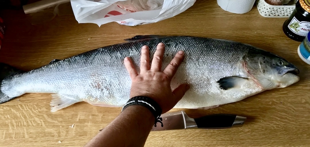 Łosoś jest łatwy do filetowania. Przekonaj się, jak duże uzyskasz korzyści umiejętnie dzieląc Twojego łososia.