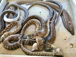 świeże ryby zaraz po złowieniu