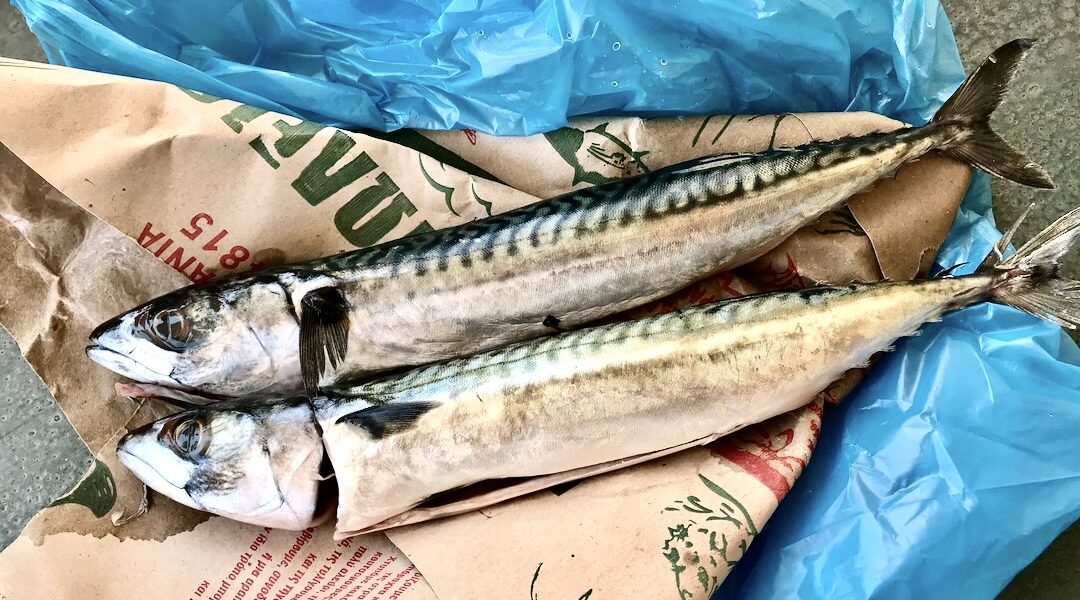 Świeże ryby przyniesione z targu, błyszczące i dobrze nawilżone.