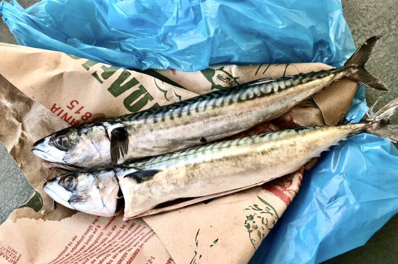 Świeże ryby przyniesione z targu, błyszczące i dobrze nawilżone.