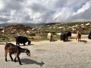 kozy pasące się swobodnie przy drodze