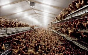 tysiące kur stłoczonych w wielkiej hali czyli tego nie grillujemy