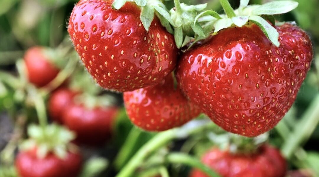 Truskawki, najlepsze można kupić na targu