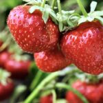 Truskawki, najlepsze można kupić na targu