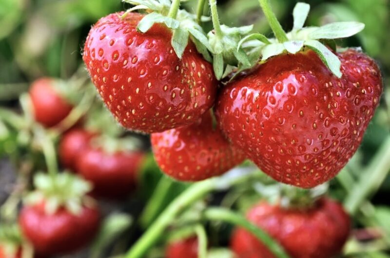 Truskawki, najlepsze można kupić na targu