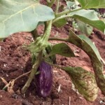 bakłażan rośnie na krzaku