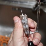 pozbawianie krewetki przewodu pokarmowego