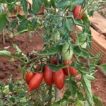 pomidory rosną na krzaku