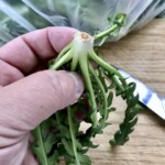 cykoria stamnagathi z Krety