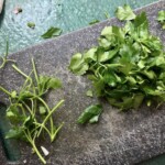 natka pietruszki na desce kuchennej