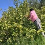 zbieranie cytryn z drzewa