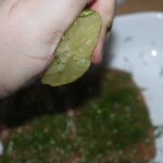 wyciskanie soku z limonki w dłoni