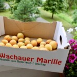 świeże morele w kartonie