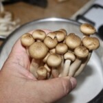 grzybki chińskie w dłoni
