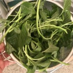 świeża blitva elita na durszlaku