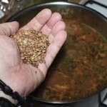 soczewica brązowa na dłoni