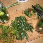 świeży koper do ogórków kiszonych