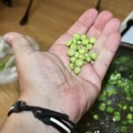 zielony groszek na dłoni