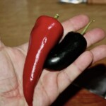 papryczki jalapeno i chilli na dłoni