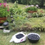 aroni prosto z krzaka