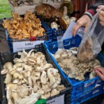 Kulatak targ w Pradze