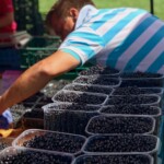 Kulatak targ w Pradze