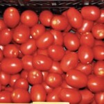 dojrzałe pomidory Lima