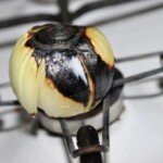 opalona cebula do rosołu