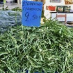 stamnagathi cykoria z Krety