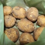 ziemniaki w torbie plastikowej