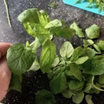 świeża mięta w kuchni