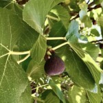 świeże figi na drzewie