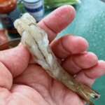 usuwanie przewodu pokarmowego z krewetki