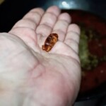 Screenshot suszone chilli na dłoni