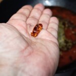 suszone chilli na dłoni