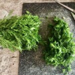 duży pęczek świeżego koperku