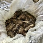 Kleftiko jagnięcina pieczona po zbójnicku