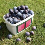 świeże śliwki zbieranie