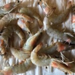 świeże krewetki na ręcznikach papierowych