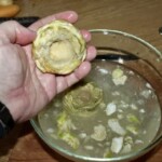 obrany karczoch w dłoni