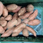 świeże bataty w skrzynce plastikowej