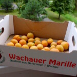 świeże morele z Doliny Wachau w Austrii